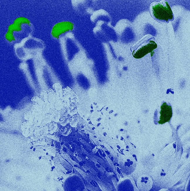 Veritas Automata EMSL Case Study Thumbnail