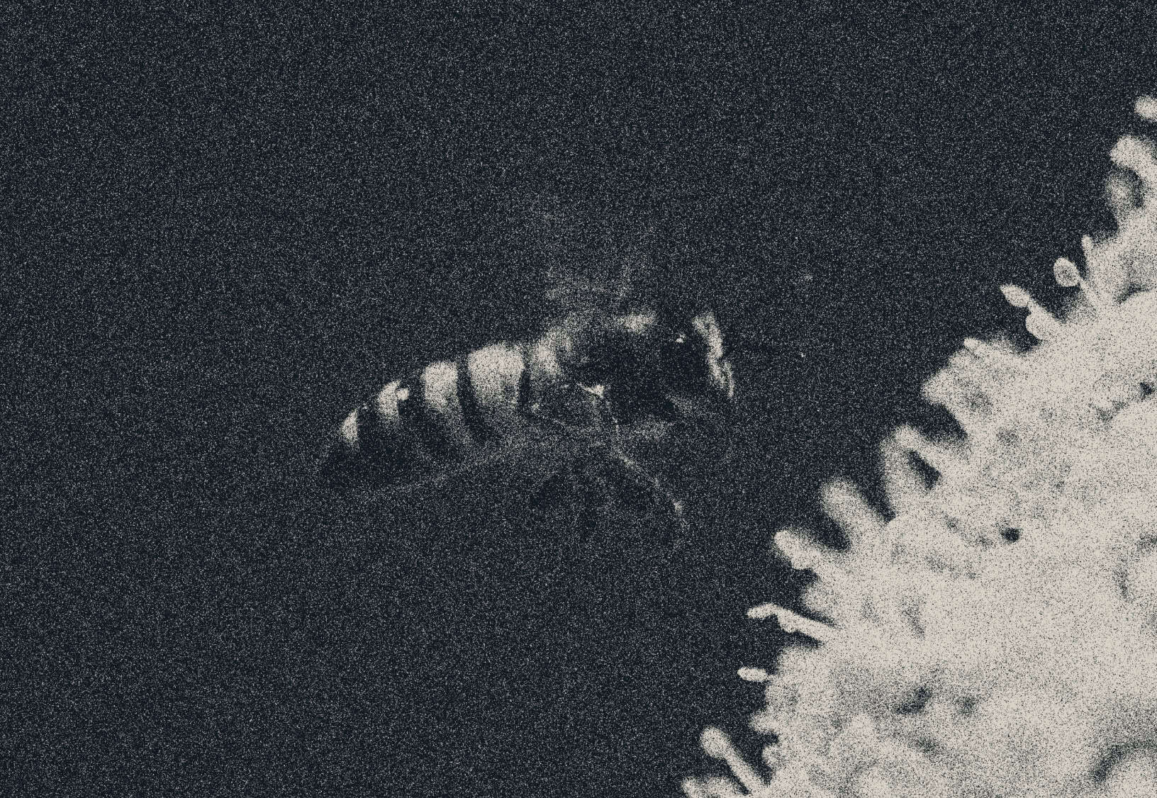 Veritas Automata Engineering talent